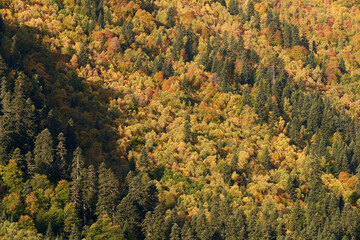 Picturesque autumn mountainside, painted with golden leaves of trees with splashes of green and red. Natural background.