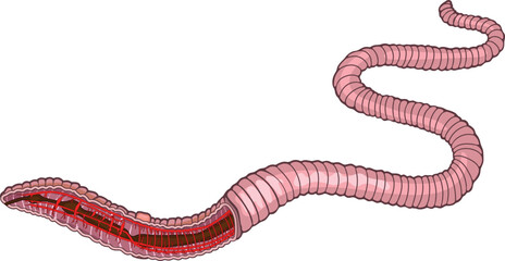 Scheme of circulatory system of earthworm (Pheretima) for biology lessons