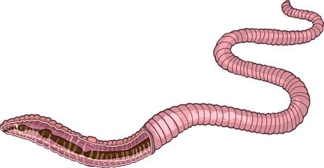 Scheme of nervous system of earthworm (Pheretima) for biology lessons