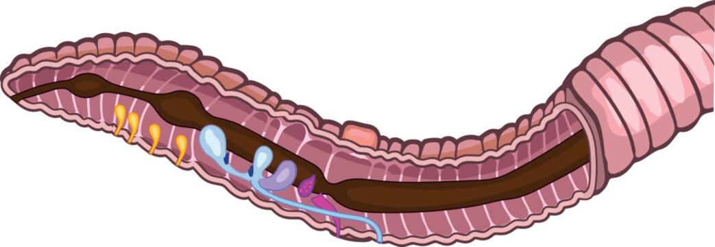 worm anatomy diagram, pink and brown, detailed clip art preview