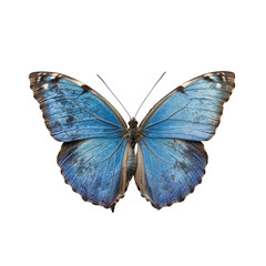 Obraz premium Beautiful bright blue butterfly, bright blue butterfly with intricate designs on its wings, isolated on transparent background