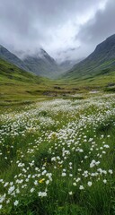 Fototapeta premium A valley meadow blanketed in white flowers, misty mountains in the background