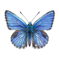 Beautiful bright blue butterfly, bright blue butterfly with intricate designs on its wings, isolated on transparent background