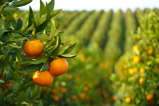 Close-up of ripe oranges on a tree branch in a lush citrus orchard. Green leaves and rows of orange trees stretch into the distance