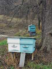 Old wooden beehives stand near a tree in a quiet forest clearing. The rustic hives show signs of...