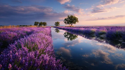 Tableau sur plexiglas Réflexion Lavender field landscape stretching to a calm river purple blooms and clouds reflected in the water beautiful scene  © elenaed