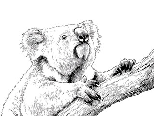 A detailed black and white illustration of a koala bear perched on a tree branch, showcasing intricate textures and a serene gaze.