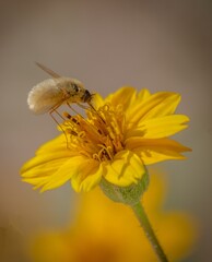 bee on flower
