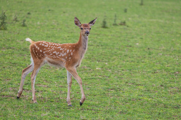 Male baby deer - Fawn is in the green meadow