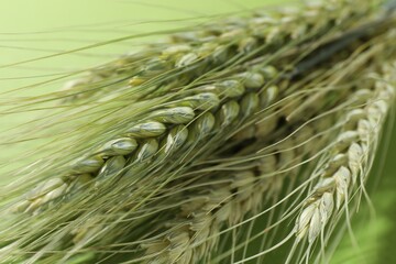 Beautiful wheat spikes on green background, closeup