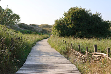 Wooden pathway through grassy dunes at sunset.