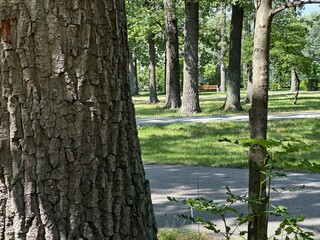 Obraz premium Single tree standing in a natural outdoor setting with surrounding greenery and open environment