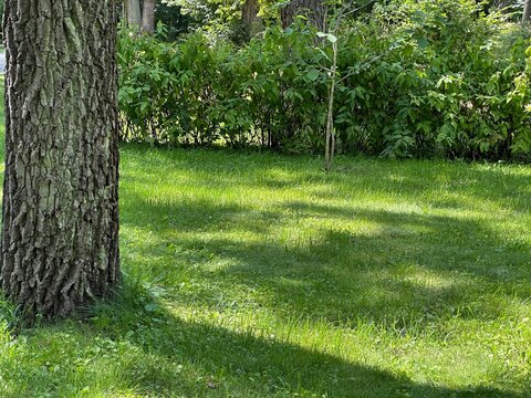 Green grass and tree trunk in park &ndash; natural landscape background