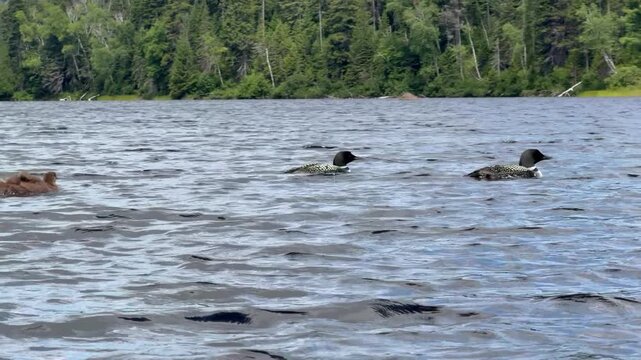 Family of common loon or great northern diver (Gavia immer) 