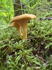 Cantharellus cibarius (Latin: cantharellus, "chanterelle"; cibarius, "culinary") the golden chanterelle
