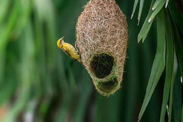 Male Baya Weaver on its nest