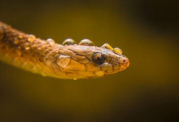 close up of a snake