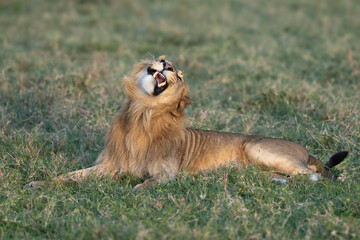 Male lion making a face while stretching in the grass