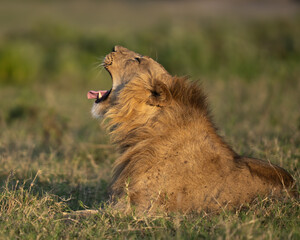 Yawning male lion resting in Africa