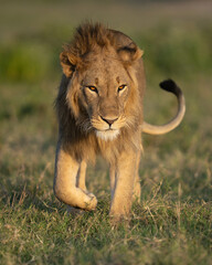 Portrait of a young male lion walking through the grass in Tanzania