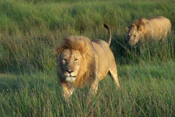 Two male lions walking through the tall grass in Tanzania