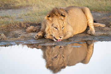 Young male lion casting a reflection at the waterhole at sunrise