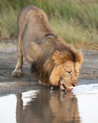 Older male lion drinking at the waterhole at sunrise