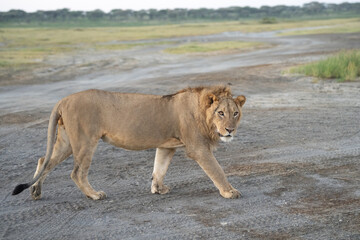 Young male lion walking down a road in Tanzania