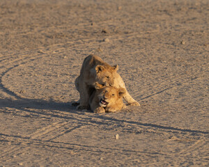 Two lion cubs playing in the dirt at sunset