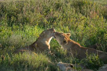 Two female lions grooming each other at sunrise