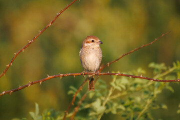 On a sunny summer evening, a juvenile Red-backed Shrike perches on a rosehip branch against a light green background.
