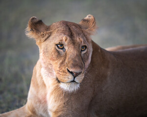Headshot portrait of a lioness at sunrise