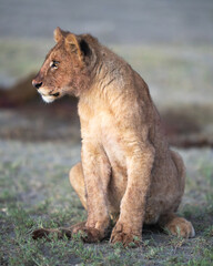 Close up of a lion cub taking a break from feeding at sunrise