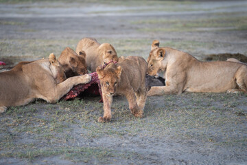 Pride of lions feeding on an early morning kill