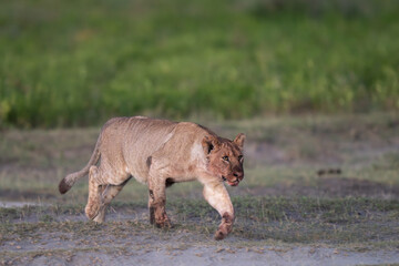 Dirty, young lion walking away from an early morning meal