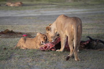 Lioness and a cub sharing a morning kill in Africa