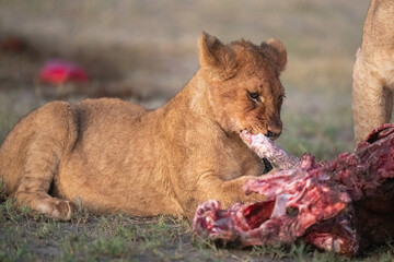 Lion cub with a morning meal