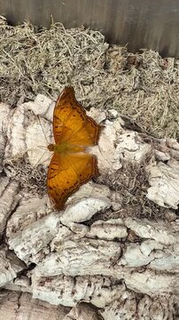 Vindula dejone, the Malay cruiser  butterfly
