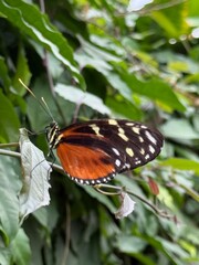 Heliconius hecale, the tiger longwing, Hecale longwing, golden longwing or golden heliconian