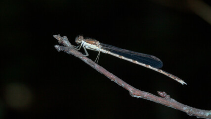 dragonfly close up
