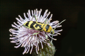 bee on flower