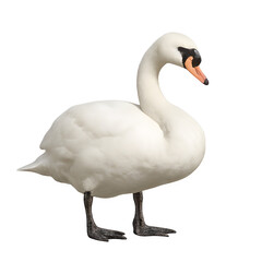 Elegant White Swan in Profile View, Detailed Plumage and Black Beak