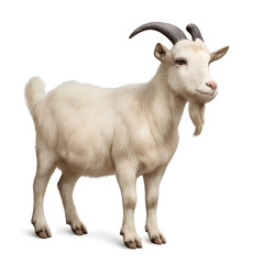 Standing White Goat with Curled Horns and a Distinguished Beard, Facing Right