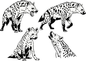 Illustration of Spotted Hyenas in Various Poses – Roaring, Sitting, Walking, and Howling