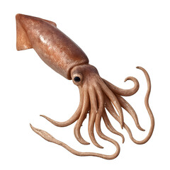 Detailed Render of a Giant Squid Model