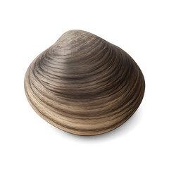 Single Dark Brown Clam Shell with Subtle Light and Shadow Detail
