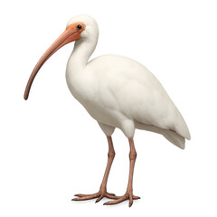 Elegant White Ibis Bird with Long Downcurved Bill