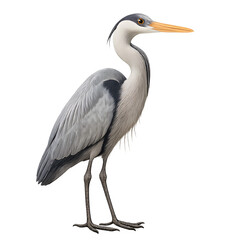 Detailed Illustration of a Grey Heron in Profile View