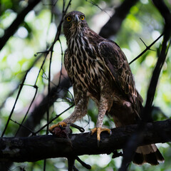 Crested Hawk Perched on a Branch Tree with Prey