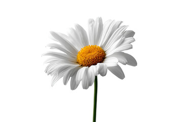 Naklejka premium A delicate single daisy flower with a vibrant yellow center and white petals is isolated on a transparent background